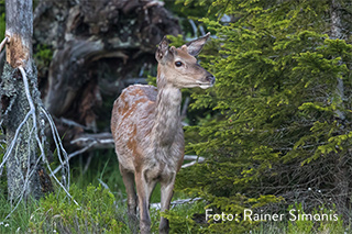 deer in the forest