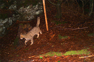 Fotofallenbild einer Wildkatze