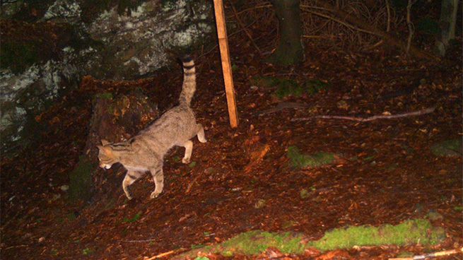 Fotofallenaufnahme einer Wildkatze