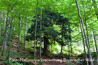 Die Eibe ist im Nationalpark bayerischer Wald eine seltene Baumart