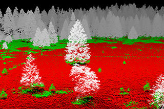 Mittels Punktwolken aus flugzeuggestützten Laserscanning-Befliegungen lässt sich die 3D-Struktur des Waldes analysieren.