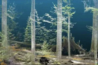 Aus Punktwolken generiertes Waldbild.