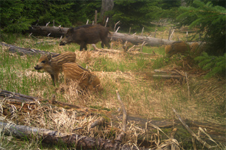 Wildschwein und drei Frischlinge auf einer Lichtung im Wald