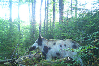 Ein geflecktes Wildschwein steht im Wald