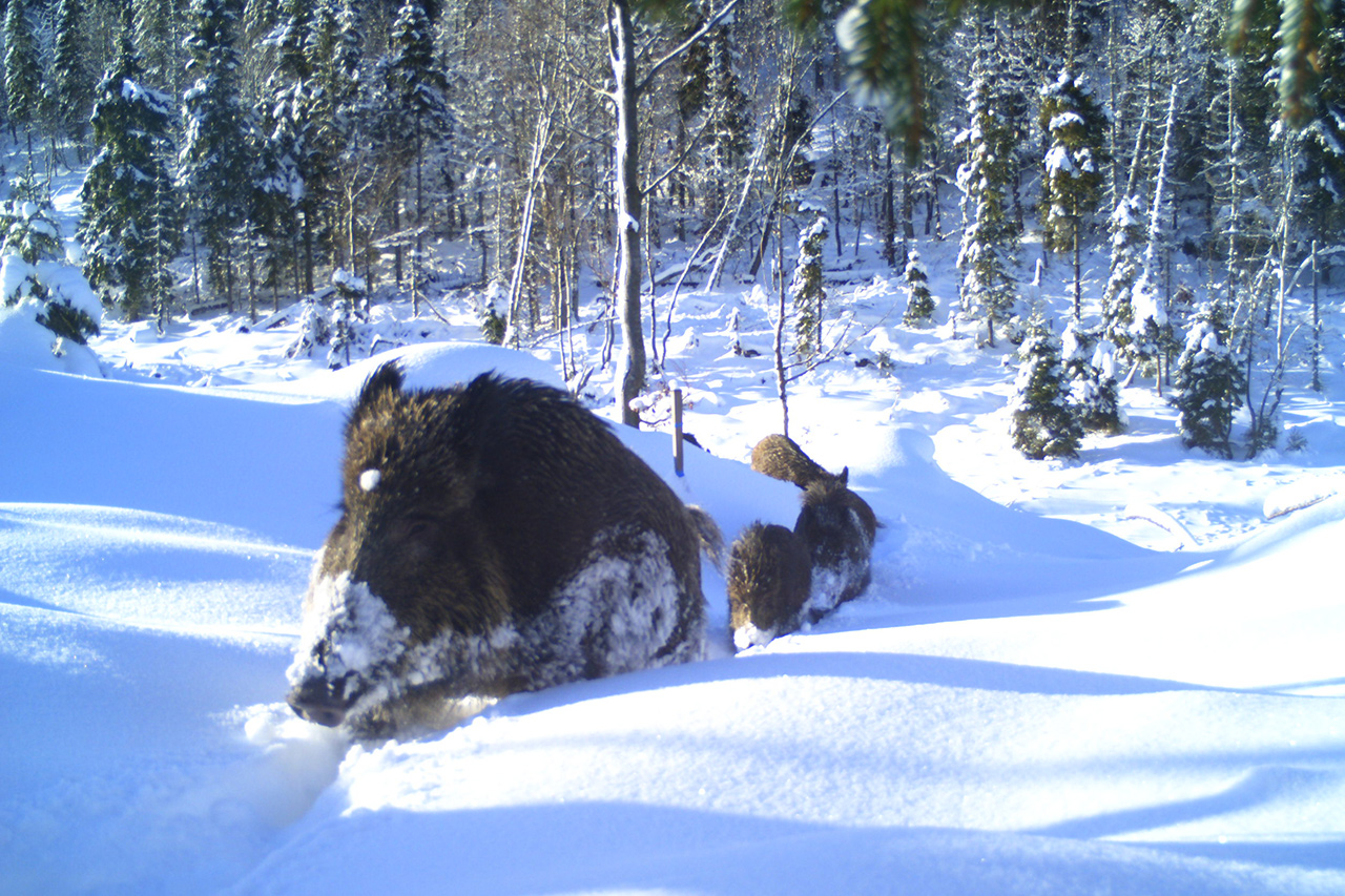 Eine Wildsau mit Jungtieren im tief verschneiten Wald