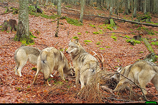 Fotofallenbild eines Wolfsrudels