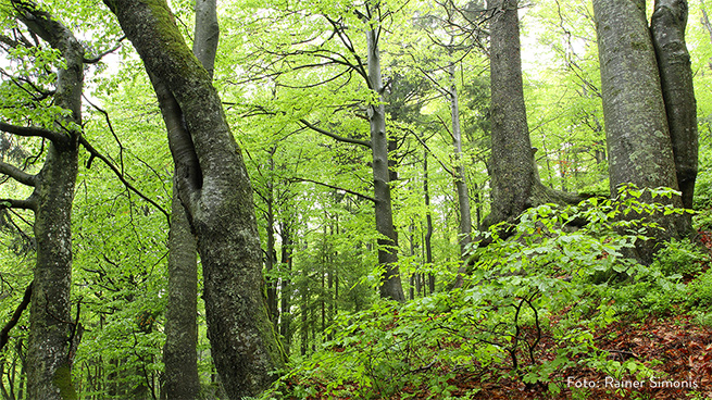 Der Großteil der Nationalparkwälder besteht jedoch aus Mischbeständen, in denen oftmals die Buche dominiert.