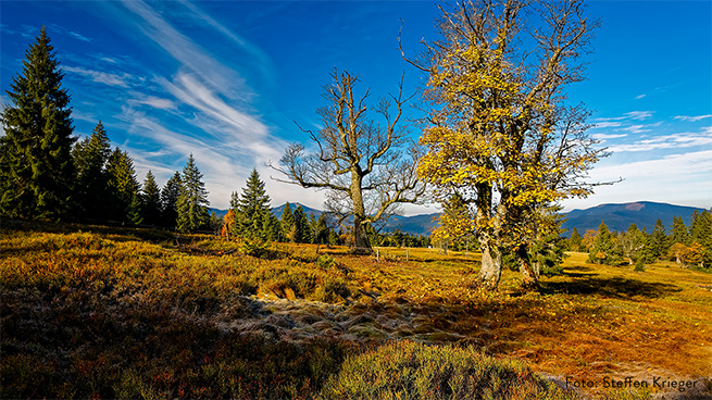 Hotspots der Artenvielfalt sind auch die Schachten, ehemals als Waldweiden genutzte waldfreie Areale.