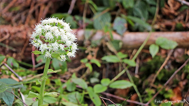 Im Frühjahr gehört die Weiße Pestwurz zu den auffälligsten Blütenpflanzen.