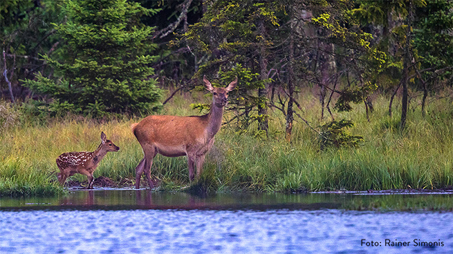 Zu den Bewohnern des Nationalparks zählen auch Hirsche.