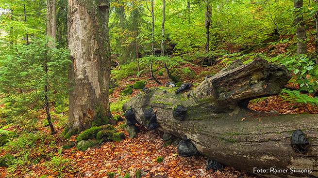 Die wilden Wälder des Nationalparks sind Lebensraum für tausende Tier-, Pilz- und Pflanzenarten.