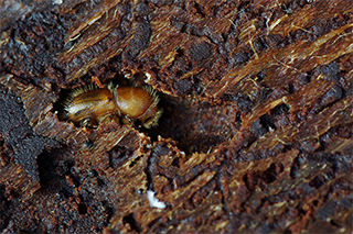 Borkenkäfer in Baumrinde