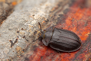 Flachkäfer Peltis grossa