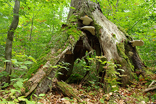 Baum mit stelzenartigen Wurzeln