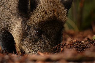 Wildschwein wühlt im Boden