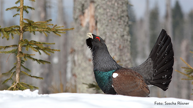 Charaktervogel des Bayerwalds ist das Auerhuhn. Die Balz der Hähne ist im Spätwinter zu beobachten.