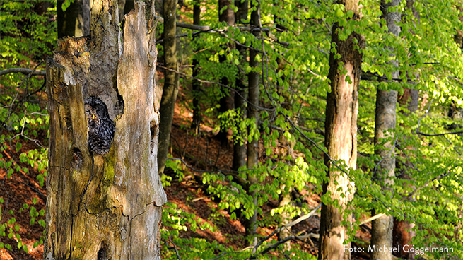 Habichtskäuze brüten im Nationalpark in alten, oftmals abgebrochenen Baumstümpfen.