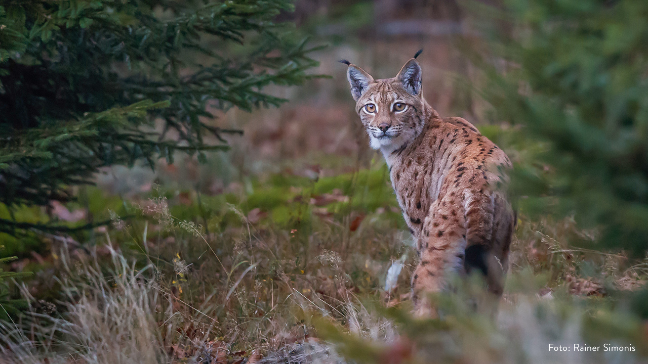 Gehorsam Praktisch Sauerstoff tiere aus dem wald Unglück Passagier Kahl