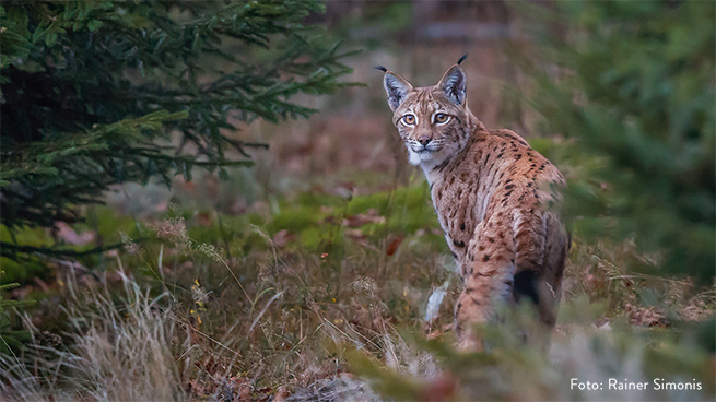 Auch Luchse, die größten Katzen des Kontinents, sind im Bayerischen Wald heimisch.