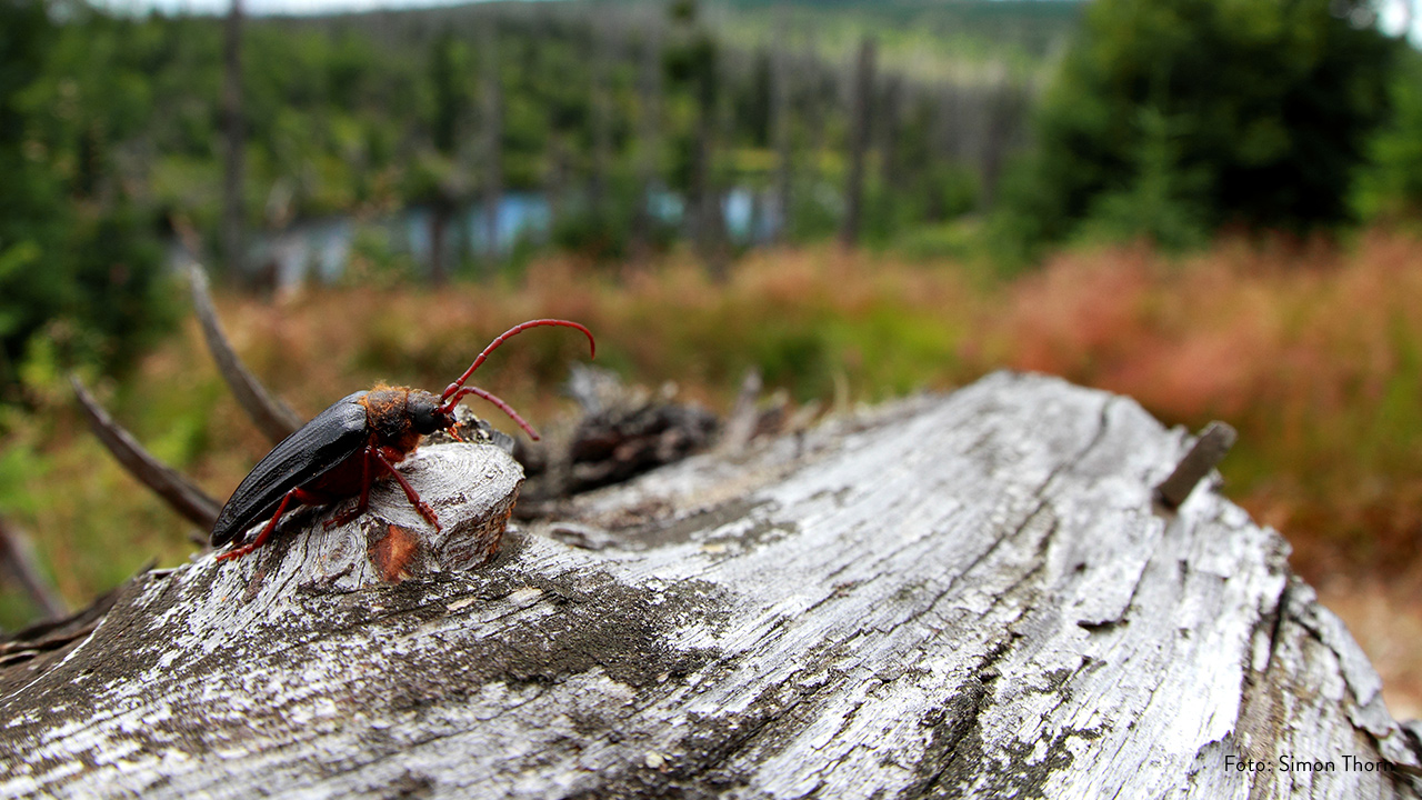 animals creatures of the woods