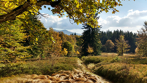 Lindberger Schachten im Herbst - Foto: Christina Forster