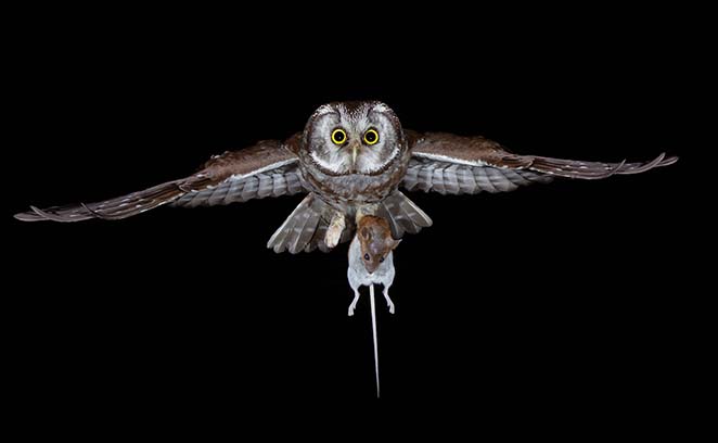 Ein Kauz fliegt mit einer Maus in den Fängen durch die Nacht