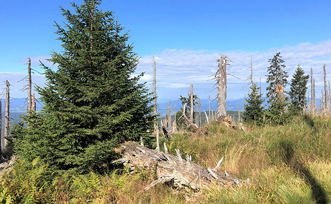 Let nature be nature: Bavarian Forest National Park in portrait