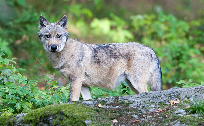 Wolf im Tier-Freigelände