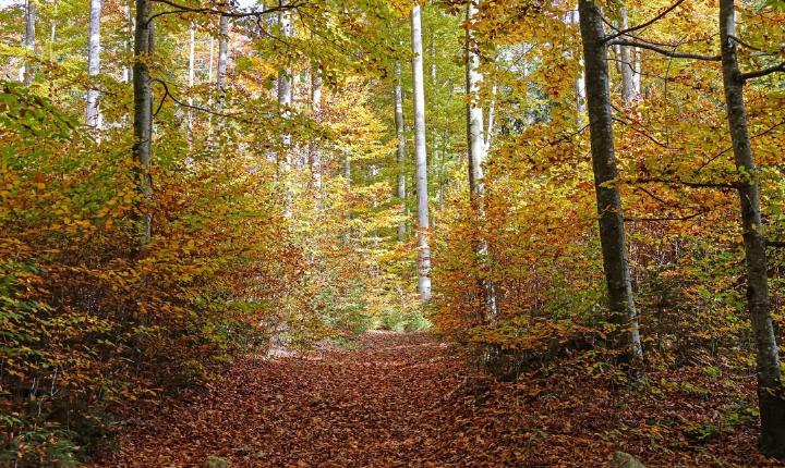 Facebook Post 1234090578765696