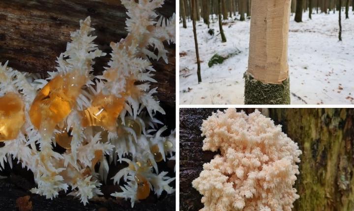 Facebook Post 1262574905917263