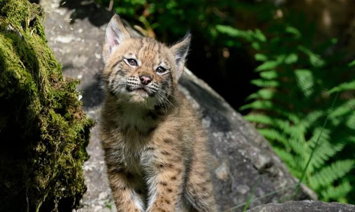 Facebook Post 1266691198838967