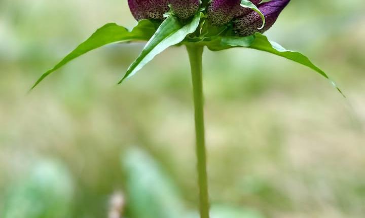 Facebook Post 1267442055430548