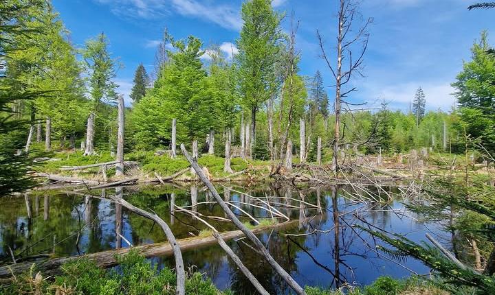 Facebook Post 1275815017926585