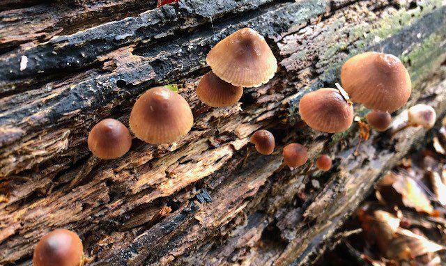 Facebook Post 1292726476235439