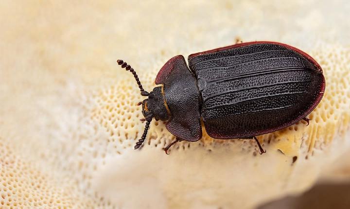 Facebook Post 1329451629229590