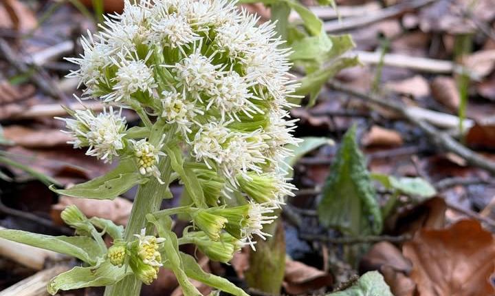 Facebook Post 1347738364067583