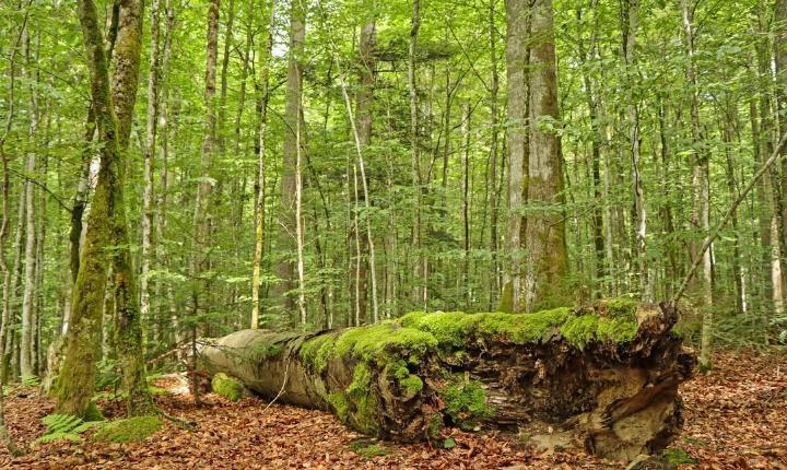 Facebook Post 1369039511937468