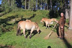 Max Schreder mit Wildpferden im Nationalparkzentrum Falkenstein. Foto: Gregor Wolf