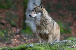 Wolf im Tier-Freigelände des Nationalparks. Foto: Rainer Simonis