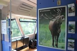 In der Waldbahn ab Deggendorf werden Fahrgäste sofort von einem röhrenden Hirschen begrüßt. Fotos: Stefan Heigl