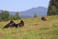 Auf einer großen Wiese weiden im Tier-Freigelände nicht nur Auerochsen, sondern auch Wildpferde.