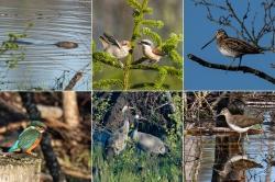 Tierische Entdeckungen: Biber (Im Uhrzeigersinn von oben links), Neuntöter, Bekassine, Waldwasserläufer, Kranich, Eisvogel.