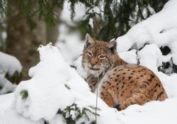 Der Winter ist vor allem für die Tierwelt eine herausfordernde Zeit. Damit Luchs & Co. genügend störungsfreie Rückzugsräume finden, müssen Wanderer im Kerngebiet auf den markierten Wegen blieben. Foto: Sascha Rösner