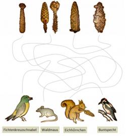 Wer frisst den Fichtenzapfen wie an? Grafik: Nationalpark Bayerischer Wald
