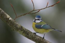 Zählt zu den bekanntesten Singvögeln, die Blaumeise. Foto: Rainer Simonis