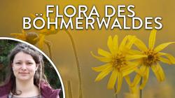 Das grenzüberschreitende Projekt "Flora des Böhmerwaldes" betreut Botanikerin Cornelia Straubinger. Fotos: Steffen Krieger/Fabian Wirth