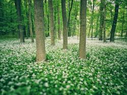 Der Nationalpark Hainich stellt die größte nutzungsfreie Laubwaldfläche Deutschlands. Wenn im Mai der Bärlauch blüht, bedeckt ein riesiger Teppich aus weißen Blüten den Waldboden. Foto: Nationalpark Hainich