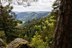 3,5 Kilometer voneinander getrennte Einzelflächen einen den Nationalpark Schwarzwald. Das zweitjüngste deutsche Großschutzgebiet dominiert eine Kulisse aus Fichten-, Tannen- und Buchenwäldern. Foto: David Lohmüller