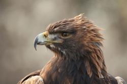 Steinadler im Nationalpark Berchtesgaden. Foto: Astrid Brille