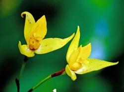 Eine auf Bäumen wachsende Orchidee bringt gelbe Farbtupfer in den Montecristo Nationalpark.